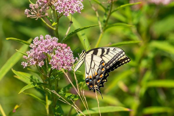 Day, Richard and Susan 아티스트의 Eastern Tiger Swallowtail-Papilio glaucus-on Swamp Milkweed-Asclepias incarnata-Marion County-Illin작품입니다.